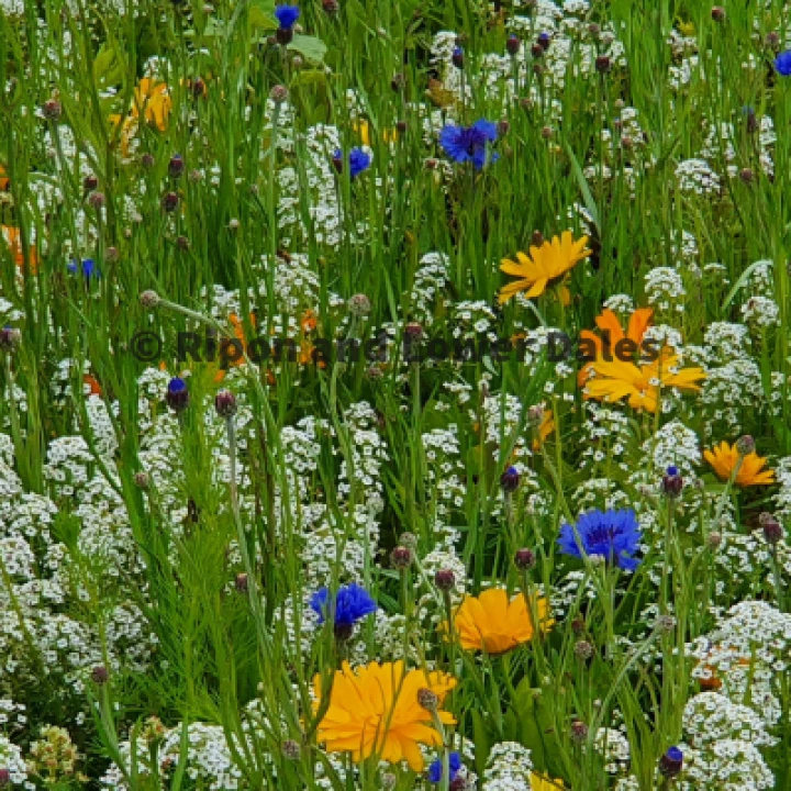 Wild Meadow