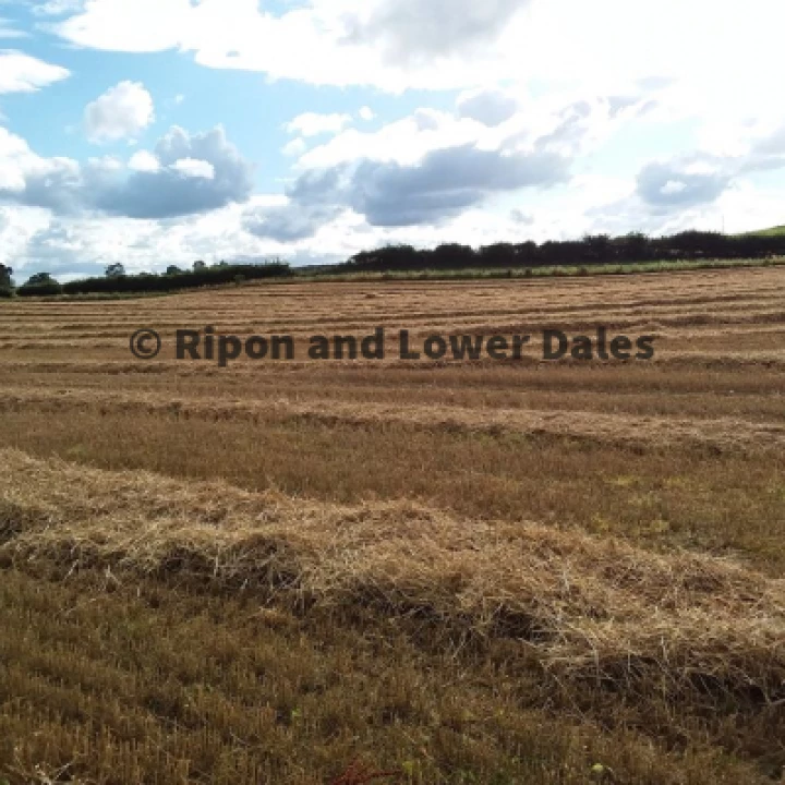 Barley field harvested