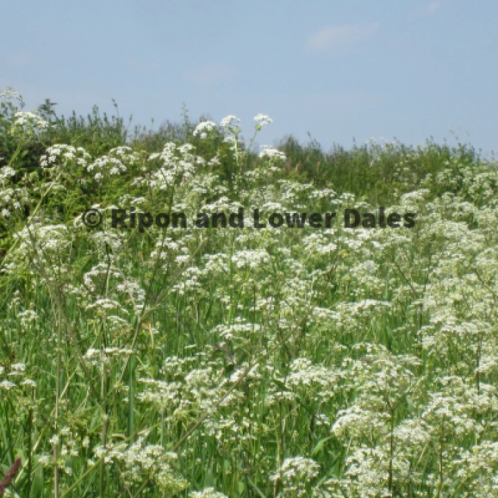 Cow parsley Summer