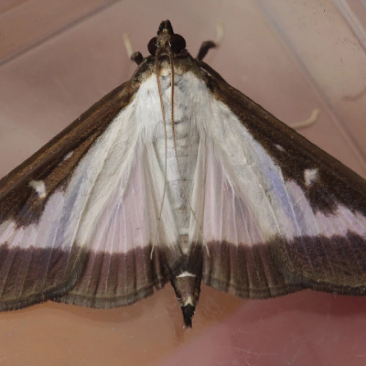 Box MothImg_8461