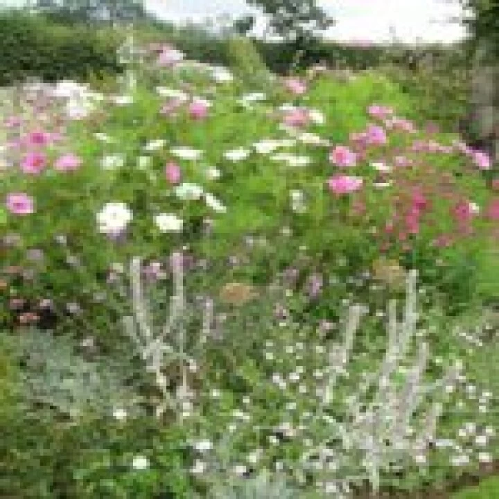 garden1