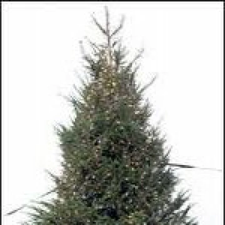 christmas tree