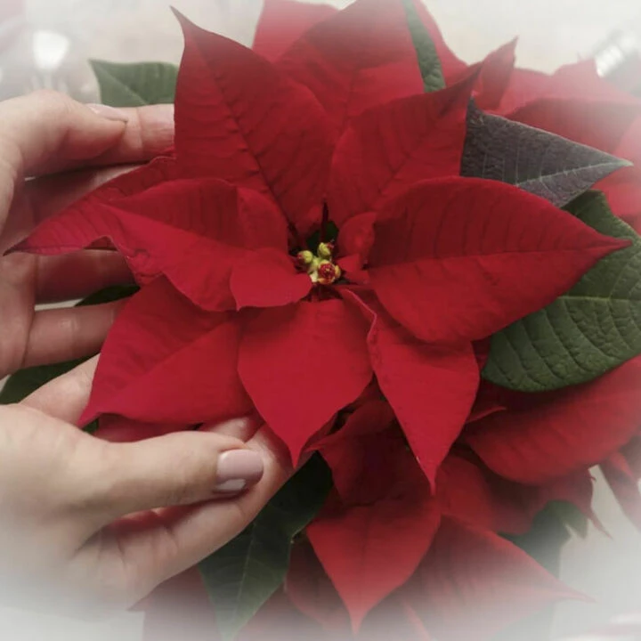 Christmas Poinsettia C