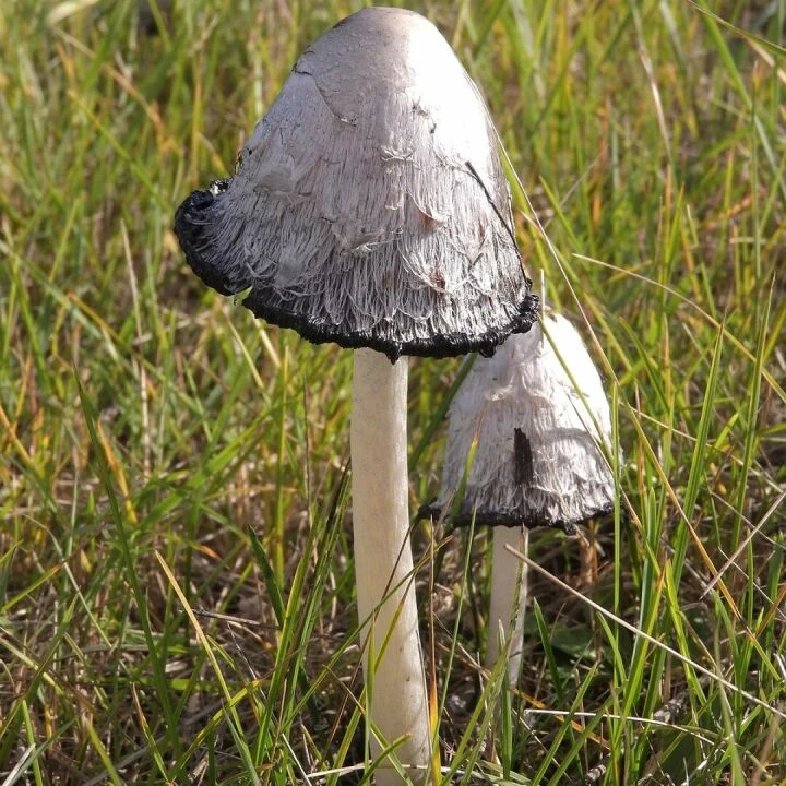 Coprinus comatus, shaggy mane, mushrooms