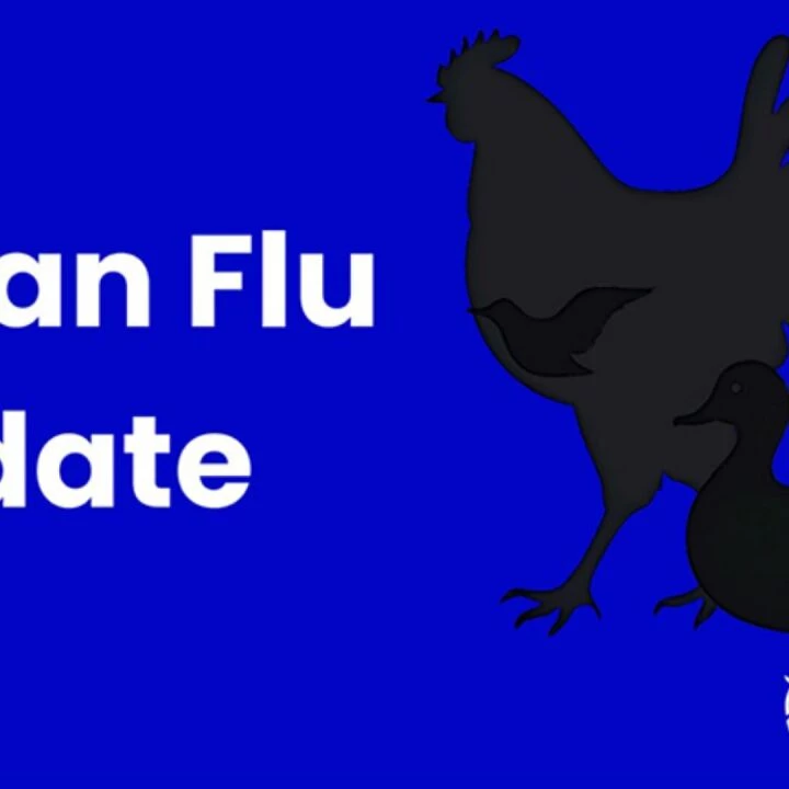 Avian Flu