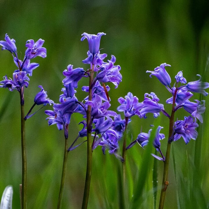 Close-up of vibrant bluebells blooming in a lush green field during spring.