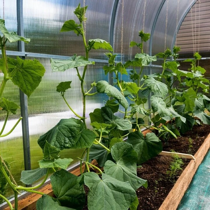 Cucumbers, bloom, the flowers of cucumbers, foliage, greenhouse, vegetables, spring, nature, bushes, village, garden, greenhouse, greenhouse, greenhouse, greenhouse, greenhouse