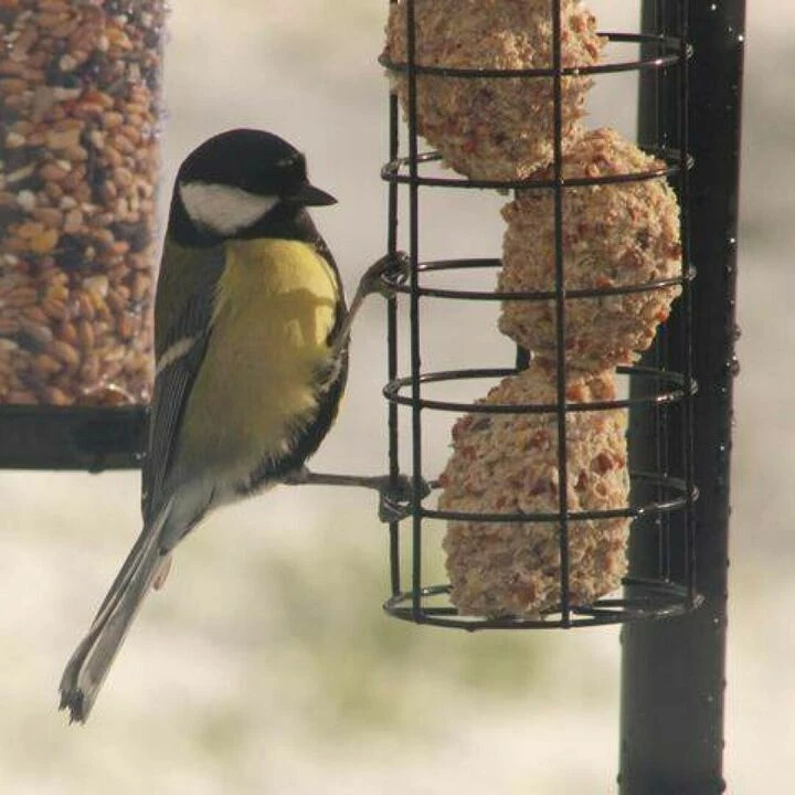 Bird3
