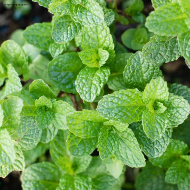 Mint