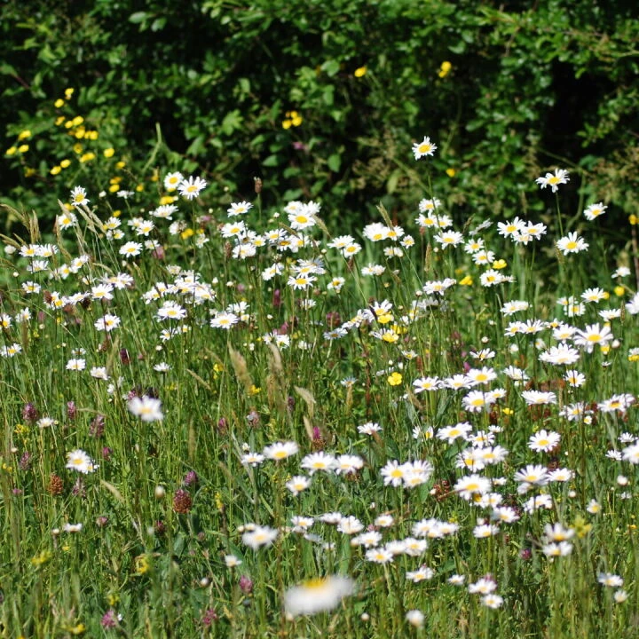 meadow