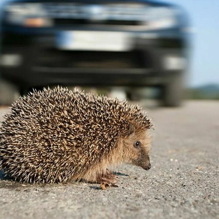 Hedgehog in Road