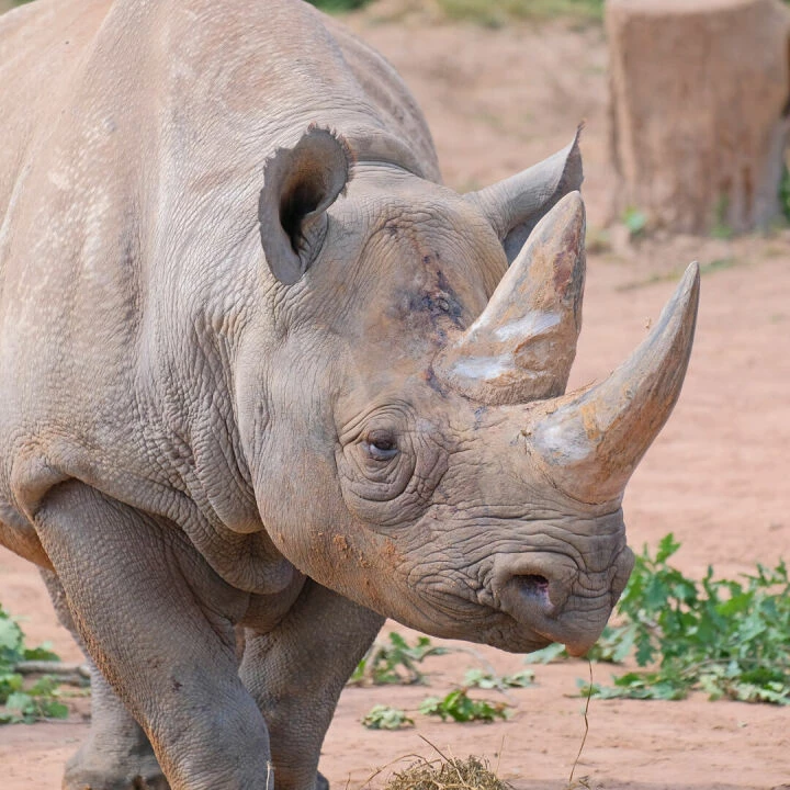 black rhino
