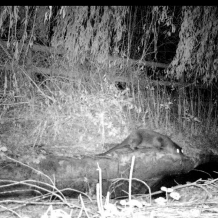 Otter 2015