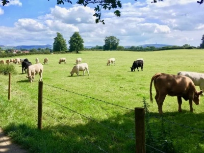 Henbury Cows