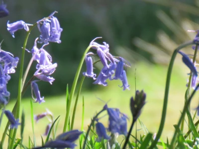 bluebells