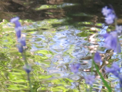 reflected_bluebells