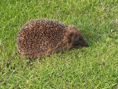 GDD_hedgehog