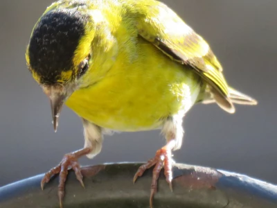 yellow_bird_wot_no_seed