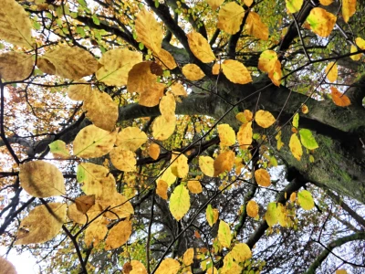 yellow_leaves