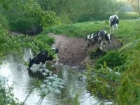 The_Hoolgrave_Holsteins_Drinking_In_The_Weaver