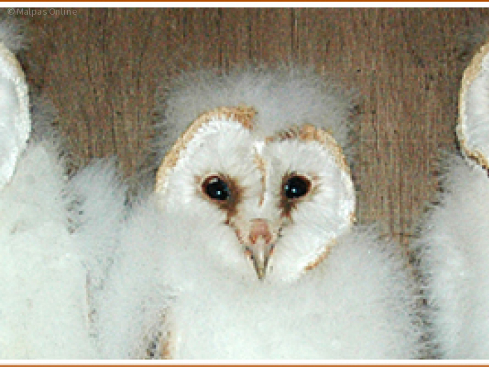Barn Owl pulli