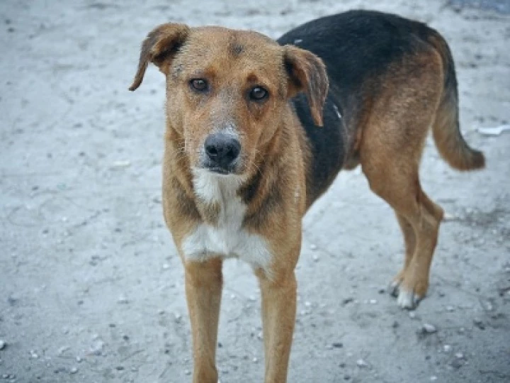 dog