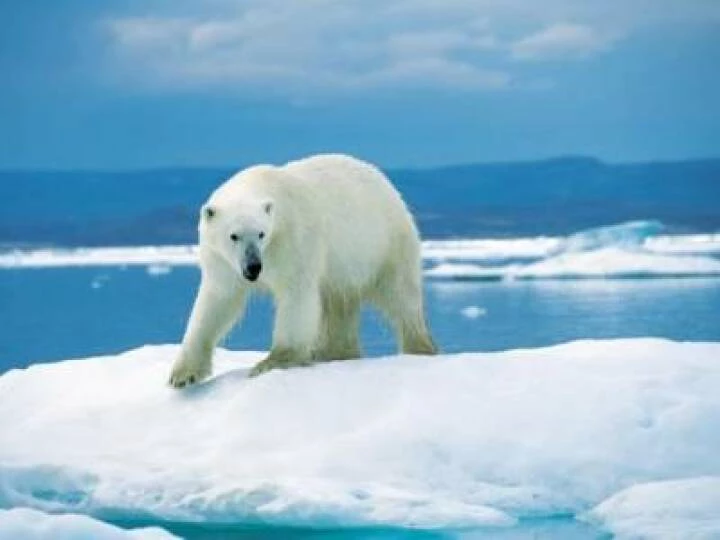 polar bear