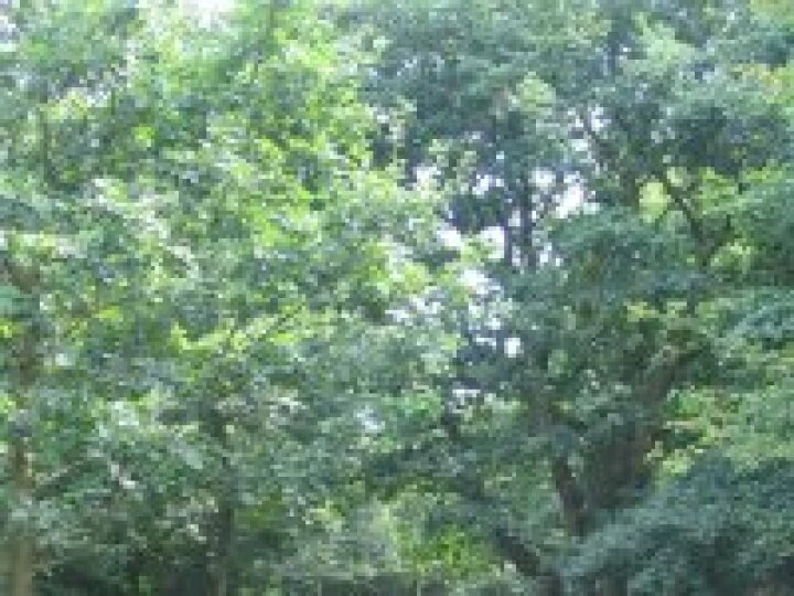 Community Woodland