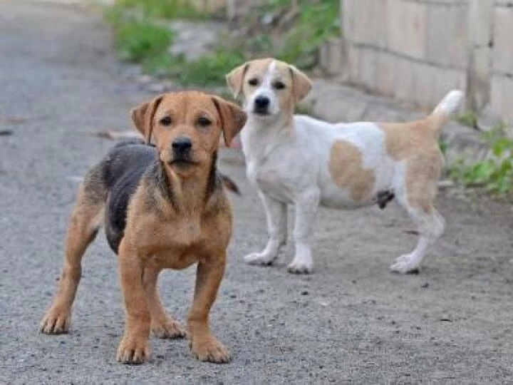 dogs