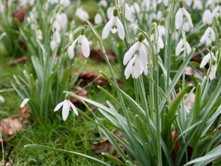 Snowdrops