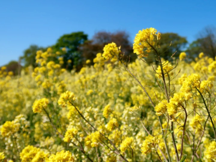 Yellow 2