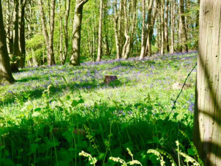 Bluebell 2