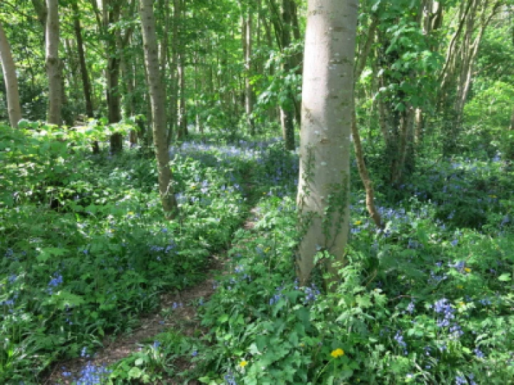 Woodland Walk KB Image002 (12)