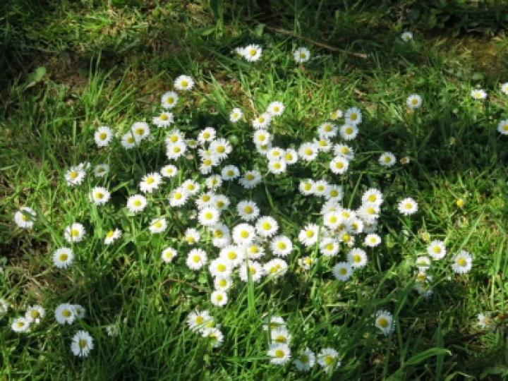 Woodland Walk KB Image004 (8)