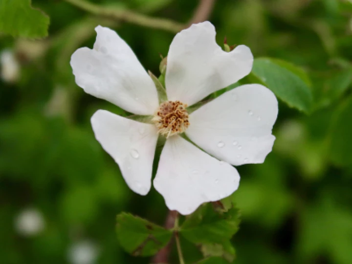 Flowers 8
