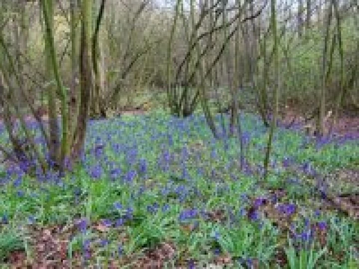 Bluebells at Combermere Abbey