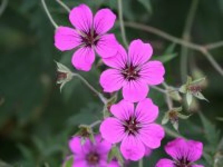 Village Flowers