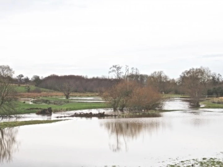 Weaver in Flood