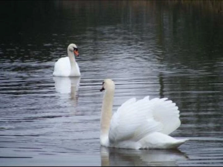 Spring Canal Scenes