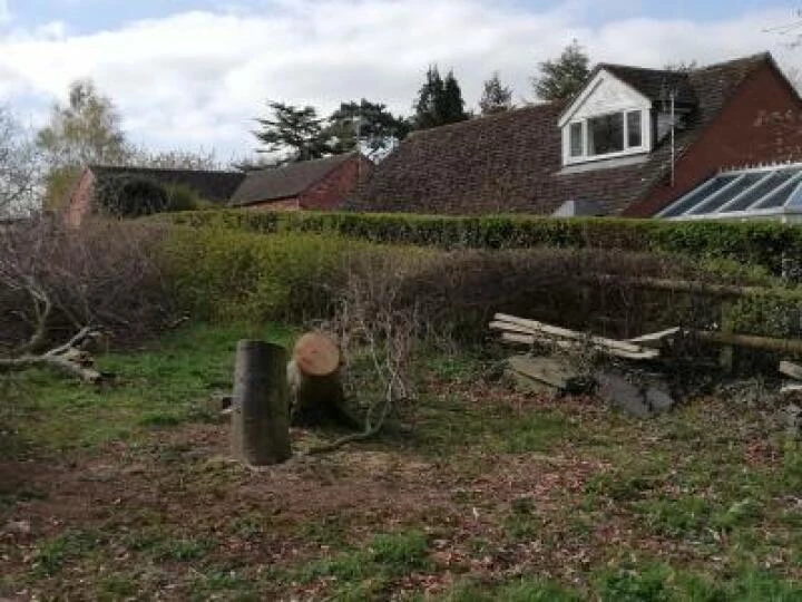 40 Yr old Copper Beech