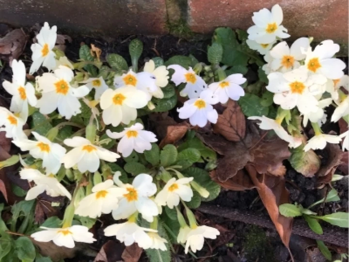 RW's Garden