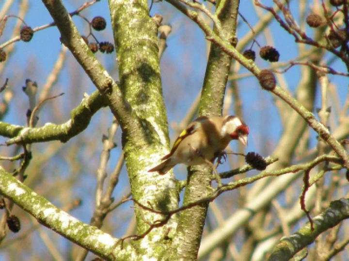 Goldfinch