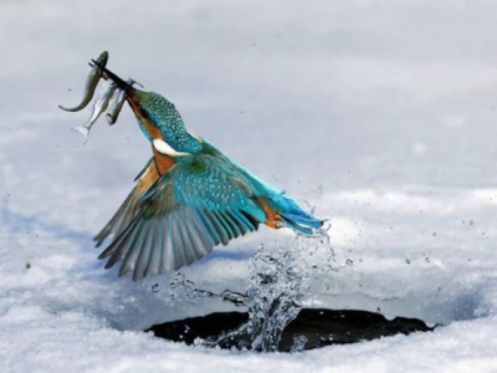 Kingfisher