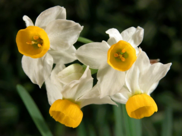 Spring flowers