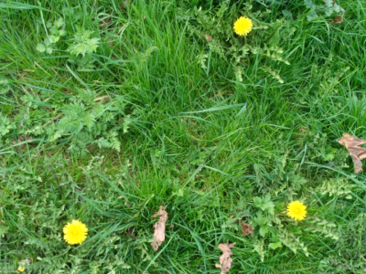 Dandilions