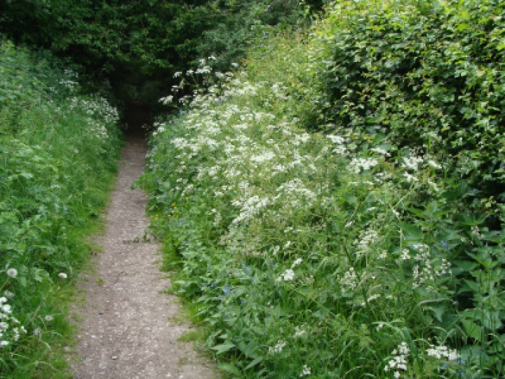 Cow Parsley