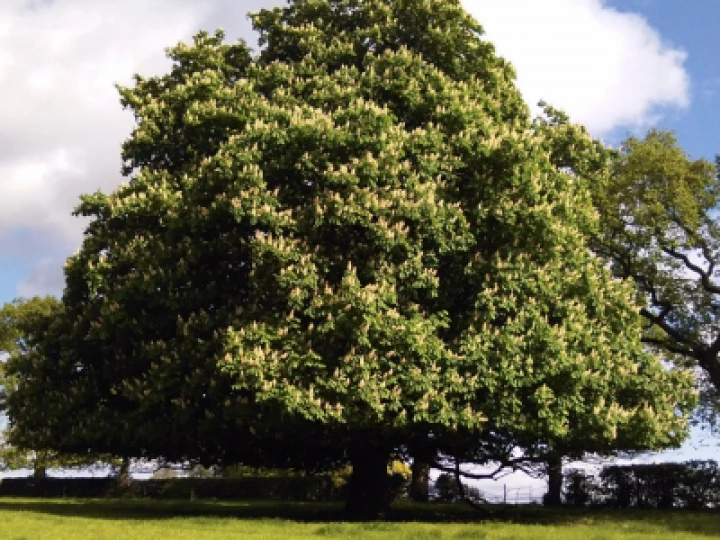 Horse Chestnut at Hankelow