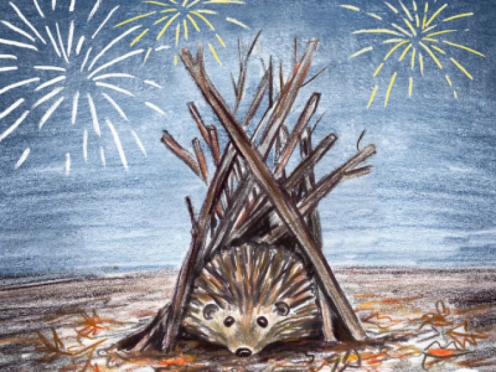Hedgehog on 5th nov