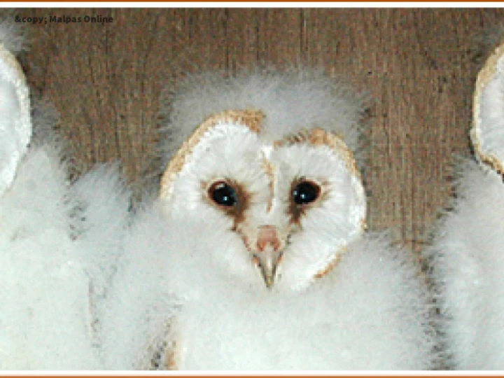 Barn Owl pulli