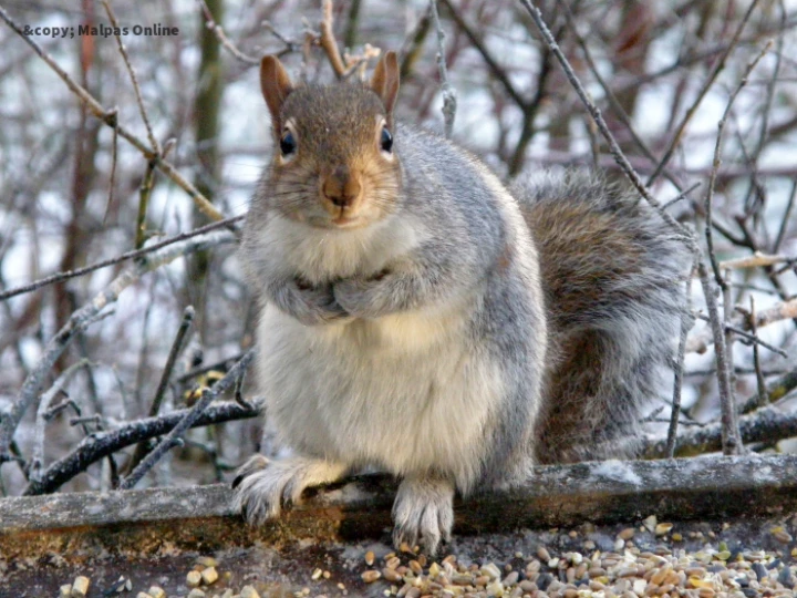 Squirrel 1